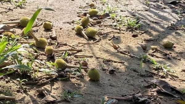 Young durian fruits fall en masse due to heat shock